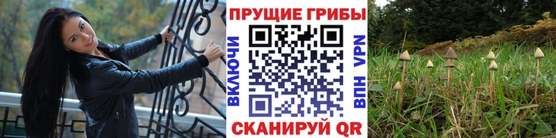 Псилоцибиновые грибы прущие грибы  Купить  Семилуки 